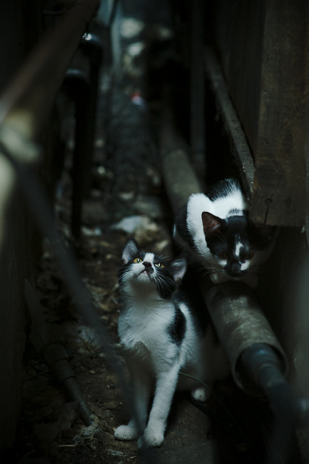 塞内加尔新星踏平马赛后，迪巴拉在英超的冠军启示录